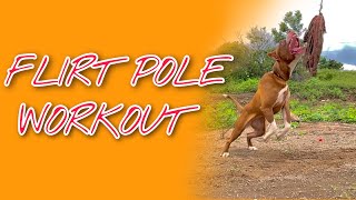 The Magic Of Flirt Pole And Pitbull Breed