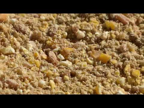 Vídeo: Com Cultivar Gallines De Gall Dindi