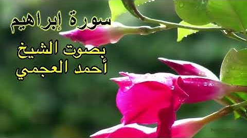 سورة إبراهيم بدون اعلانات بصوت الشيخ احمد العجمي