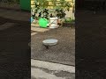 最近猫の餌が減る理由…犯人はこのヒヨドリでした Why My Cat's Food Keeps Disappearing... The Culprit is This Bird!