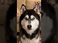 Viral Husky… Wolfi the dog 🐕 #dog #pet #husky