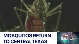 Mosquitos, and their diseases, return to central Texas with warmer, wet weather | FOX 7 Austin