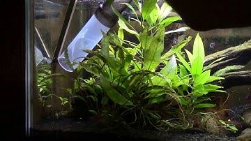 Removing Algae and Cyanobacteria With Scraper and Siphon