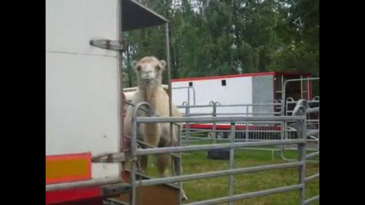 ORIGINÁL CIRKUS  BEROUSEK 2011 AŽ 2014