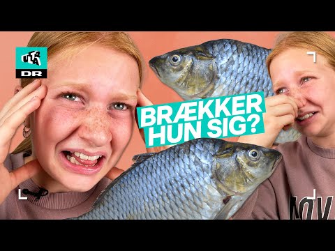 Video: Kan du spise snedig fisk?