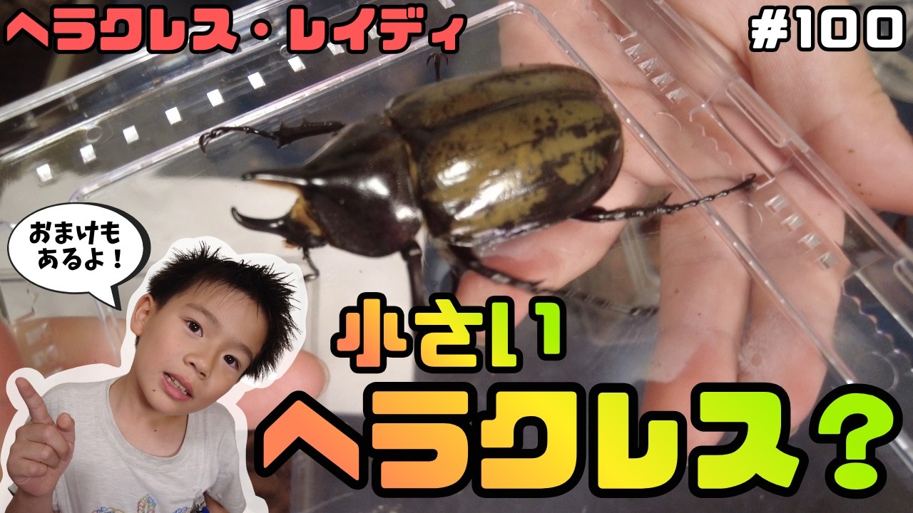 小さいヘラクレス？（おまけもあるよ）【ひーちゃんねる100