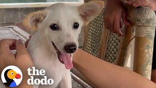 Download Lagu Woman Uses Her Nightgown To Rescue Terrified Puppy | The Dodo MP3 Download Lagu Woman Uses Her Nightgown To Rescue Terrified Puppy | The Dodo MP3