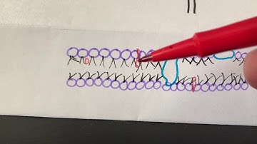 Selective Permeability