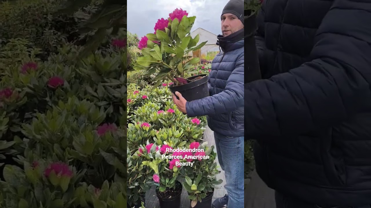 Rhododendron 'Pearces American Beauty' C7,5 (Ranecznik) - YouTube