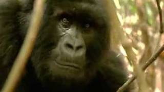 John Lydon Goes Ape - Save the Go-ril-az !