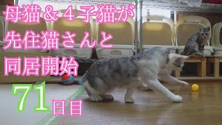 【母猫シロ子猫】先住猫さんと同居を始めた頃の様子ですその10