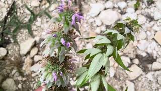Horse mint VS lemon bee balm