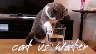 British Shorthair Cat drinking water from the jug by Furry Friend Coco 1,150 views 3 years ago 2 minutes, 39 seconds