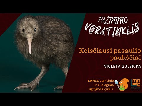 Pažinimo voratinklis: Keisčiausi pasaulio paukščiai? (Violeta Gulbicka)