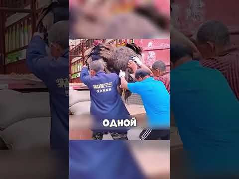 Украинка зарабатывает МИЛЛИОНЫ На СТРАУСАХ 💰🏭👧