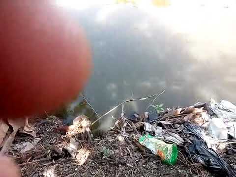 mancing-ikan-nila-besar