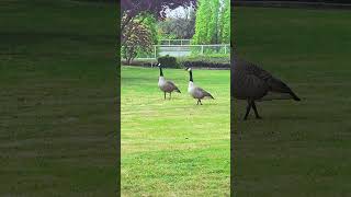 Three Geese are Flying /  Wildlife Canada
