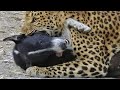 ЛЕОПАРД ПРОТИВ СОБАК! Леопард атакует собак  Леопард в деле ЧАСТЬ 4
