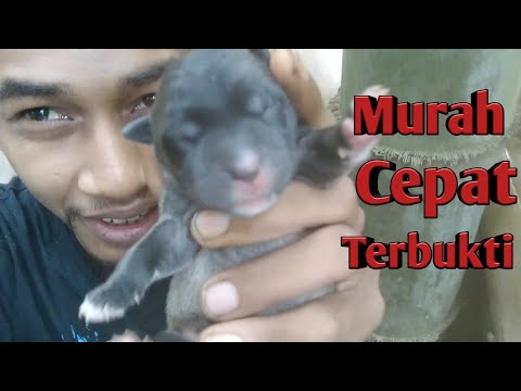 Video: Kajian Lapangan Yang Dikawal Secara Rawak Untuk Menilai Keberkesanan Dan Keselamatan Tablet Chewable Berperisa Lotilan (Credelio ™) Dalam Menghilangkan Kutu Pada Anjing Milik Pelan