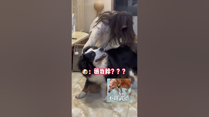 #有些小狗一看就知道非常乖 #人和狗总要疯一个系列 #伯恩山犬太子