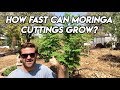 Moringa Cuttings, How fast do they grow? - Ep208