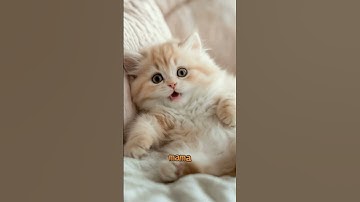 Thumbnail of tell me this isn’t the cutest thing ever 😭 #cute #cat #kitten #catlovers #lipsync