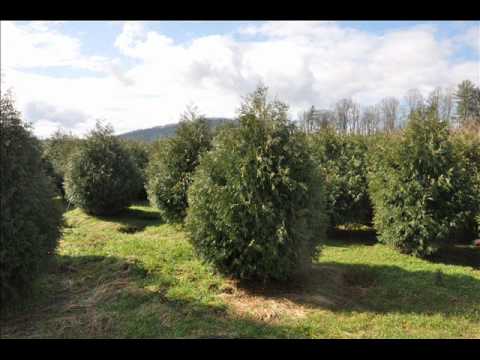 Growth Rate Of Norway Spruce Trees Youtube