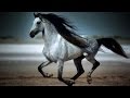 Amazing galloping horses