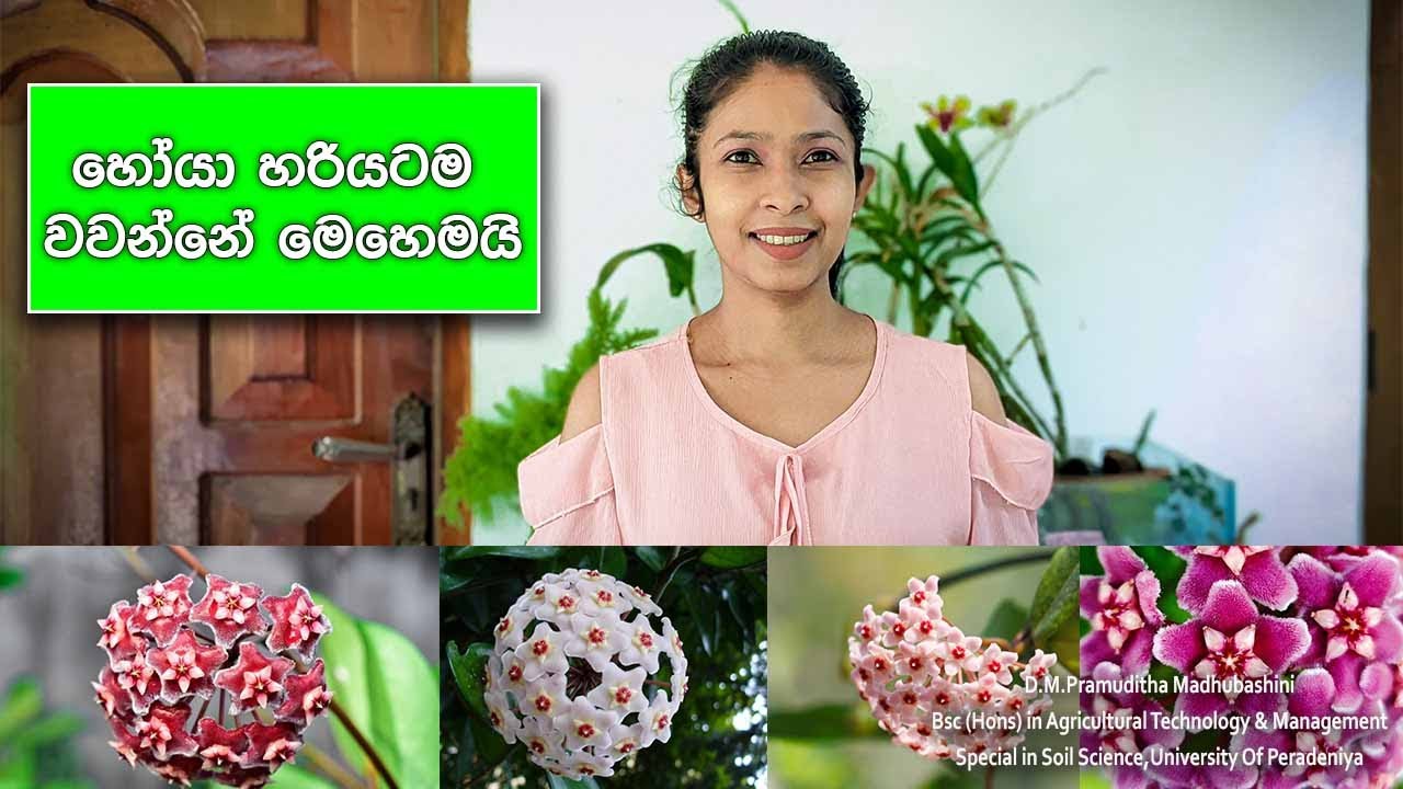 Hoya sinhalen / hoya plant care tips / hoya mal wagawa Sri Lanka / hoya
