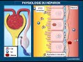 Physiologie du nphron  filtration glomrulaire rabsorption et scrtion tubulaires