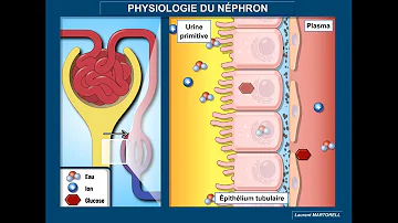 Comment se fait la filtration glomérulaire ?