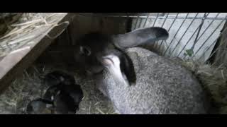 Маленькие кролики в гнезде  (возраст 1 неделя)
