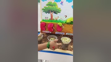 seed germination #seed germination project #school project