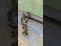 What Happens to Dead Bees in the Hive? 🐝 #shorts
