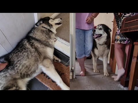 Husky Collapses with Excitement When Best Friend Arrives