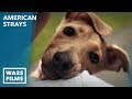 Rescuing Detroit Dogs on AMERICAN STRAYS the series S. 2 Ep 3 - Hope For Dogs Like My DoDo