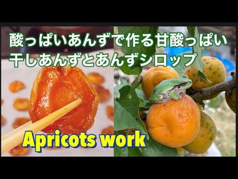 もう食べきれない！杏子の正しい保存方法3選