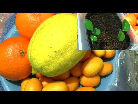 Zitrone / Mandarine / Orange / Kumquat durch Samen vermehren