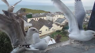 Mayhem At Feeding Time | Seagull TV EP 35