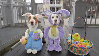 Bunny Dogs Trick or Treat on Easter: Funny Dogs Maymo & Potpie vs Giant Bunnies