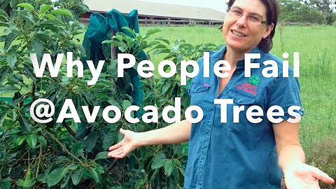 Why People Fail at Avocado Trees