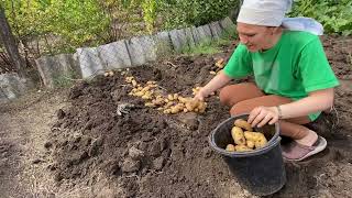 Урожай картошки сорт Гренада//Картофель выращен под мульчей