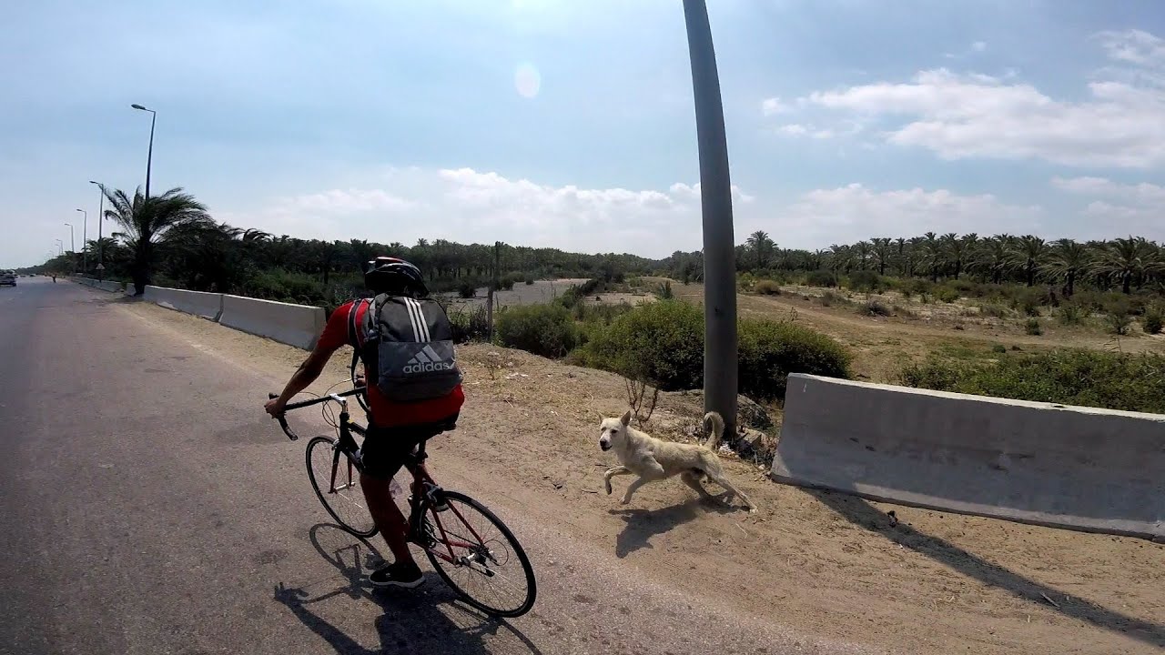 السفر بالعجلة من اسكندرية إلى رشيد /الكلاب جريت ورانا