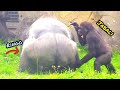 Brothers work together to tease D&#39;jeeco 😆🤣💦|D&#39;jeeco Family|Gorilla|Taipei zoo