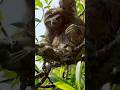 Did You Know Sloths Outbreathe Dolphins? #facts #science #wildlife #didyouknow