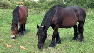 Yeguas Hispano bretonas Yeguas Asturias Cheval bretón 2021