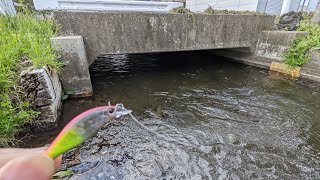 町中の小さな用水路のトンネルにルアーを入れてみるのだぜ!!!
