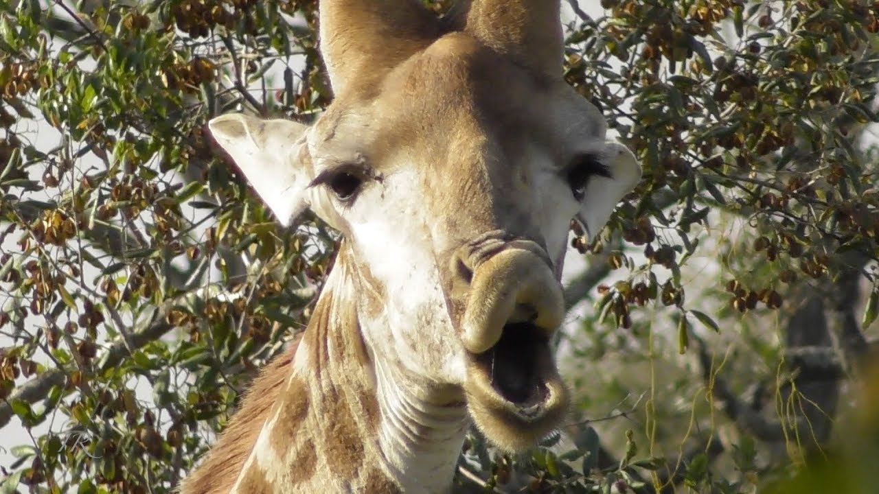 Giraffe making funny faces - YouTube