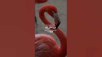 ﴿ هذا خلق الله فأروني ماذا خلق الذين من دونه بل الظالمون في ضلال مبين ﴾ || سورة لقمان || #quran