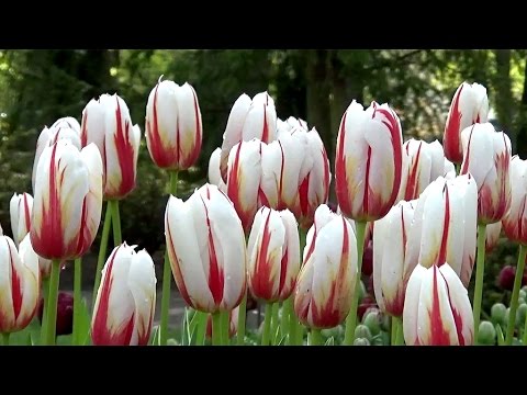 Tulip 'Carnaval de Rio' - FarmerGracy.co.uk - YouTube